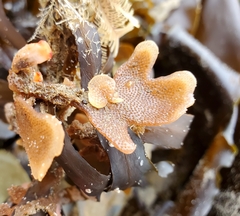 Pherusella brevituba