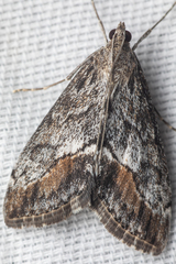 Evergestis subterminalis