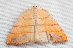 Drepanulatrix carnearia