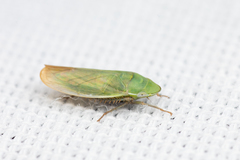 Hecalus montanus