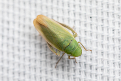 Hecalus montanus