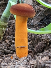 Hygrophoropsis rufa
