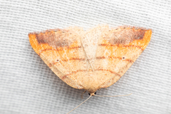 Drepanulatrix carnearia