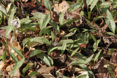 Erythronium americanum