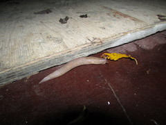 Limax graecus