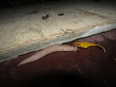 Limax graecus