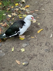 Cairina moschata domestica