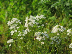 Lysimachia candida