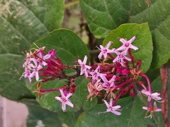 Clerodendrum bungei