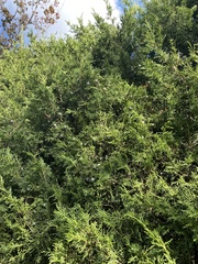 Citharexylum caudatum