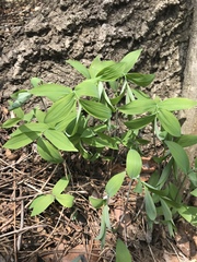 Polygonatum