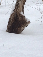 Neonectria ditissima