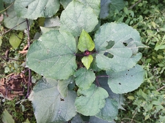 Clerodendrum bungei