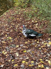 Cairina moschata domestica