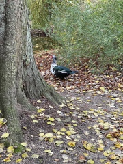 Cairina moschata domestica