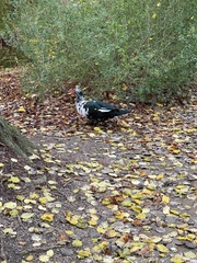 Cairina moschata domestica