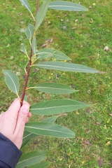 Salix