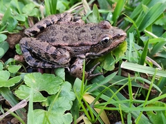 Pelophylax ridibundus