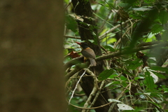 Actenoides monachus capucinus
