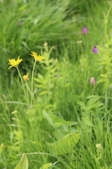 Doronicum macrophyllum