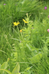 Doronicum macrophyllum