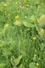 Doronicum macrophyllum