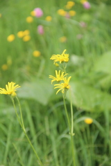 Doronicum macrophyllum