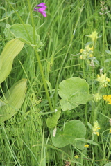 Doronicum macrophyllum