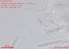 Lachnum brevipilosum