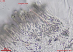 Lachnum brevipilosum