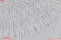 Lachnum brevipilosum