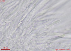 Lachnum brevipilosum