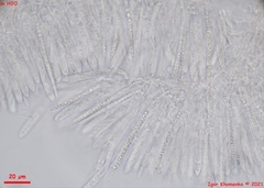 Lachnum brevipilosum