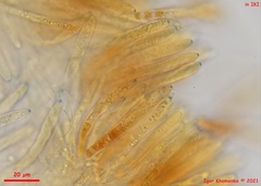 Lachnum brevipilosum