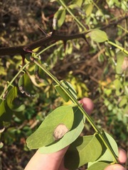 Macrosaccus robiniella