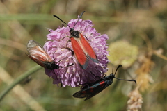 Zygaena rubicundus