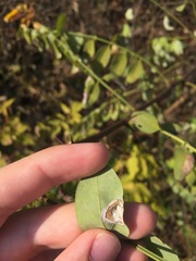 Macrosaccus robiniella