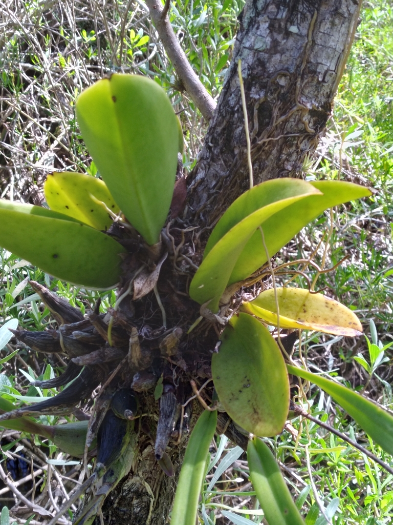 Mule-ear orchid Trichocentrum undulatum in Everglades National Park