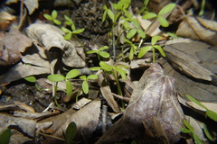 Floerkea proserpinacoides