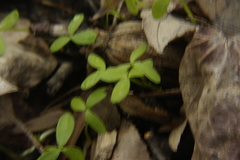 Floerkea proserpinacoides