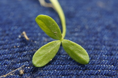 Floerkea proserpinacoides