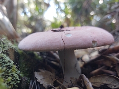 Russula hixsonii