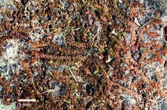 Frullania toropuku