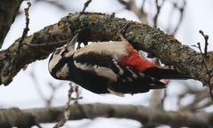Dendrocopos major