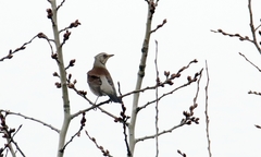 Turdus pilaris