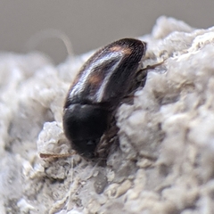Litargus