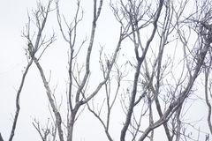 Yungipicus temminckii