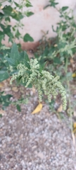 Chenopodium