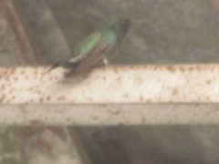 Chrysuronia goudoti