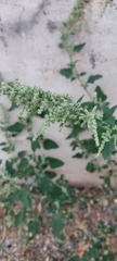 Chenopodium